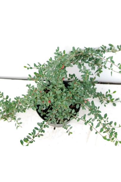 Кизильник Даммера Eichholz