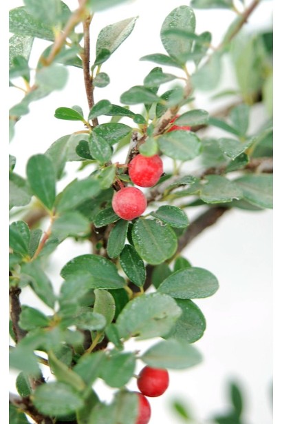 Кизильник Даммера Ейхольц  червоні ягоди