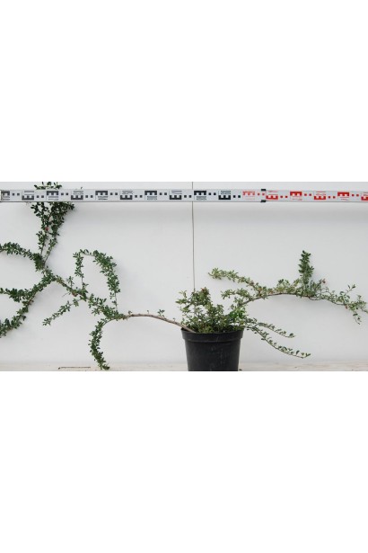 Кизильник Даммера Ейхольц  діаметр 130-150 см