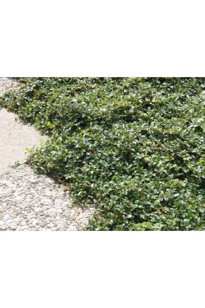 Грунтопокривна рослина кизильник Ейхольц