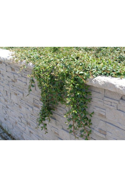 Cotoneaster radicans Eichholz