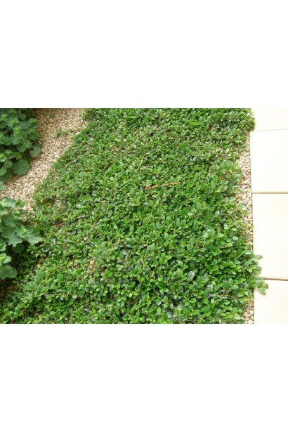 Кизильник Даммера Ейхольц сланкий низькорослий кущ