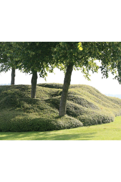 Зелений живий килим з Кизильника Ейхольц під деревами