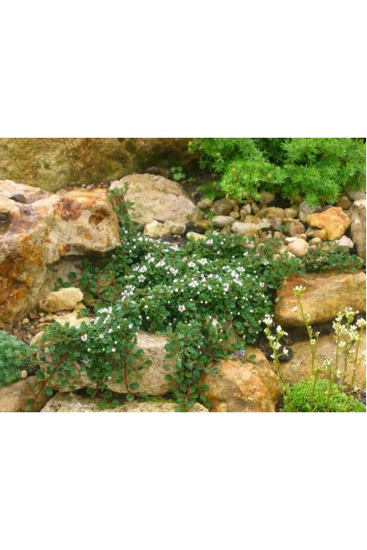 Кизильник сланкий Eichholz