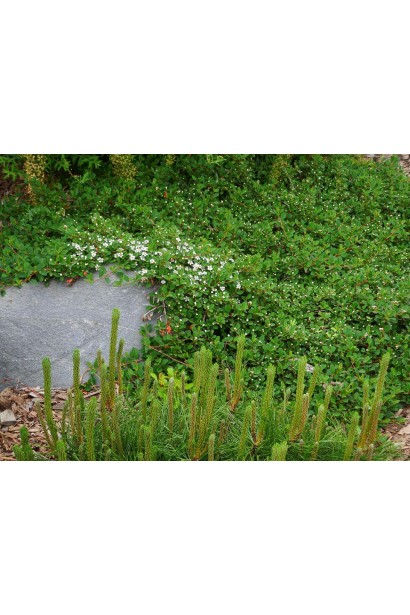 Кизильник Даммера Ейхольц / Айхольц