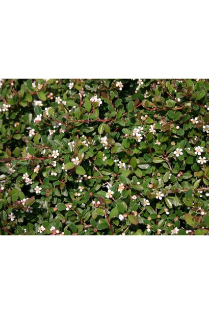 Кизильник Даммері Ейхольц