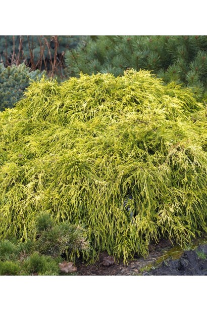 Кипарисовик горохоплідний Санголд