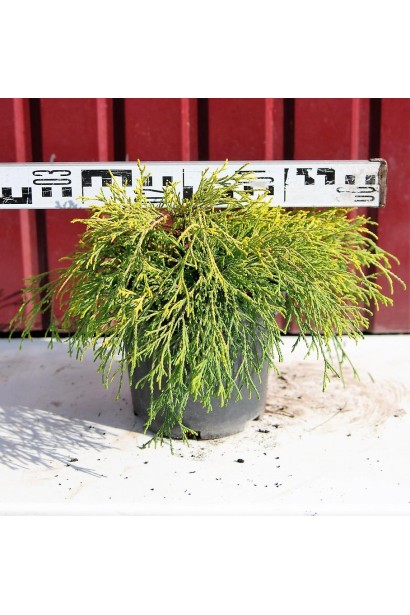 Кипарисовик Sungold діаметр 30-40 см