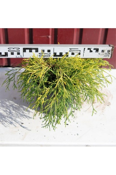 Кипарисок Санголд зелена хвоя з золотистим відтінком