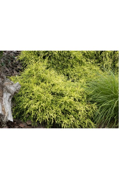 Кипарисовик горохоплідний Санголд в ландшафті