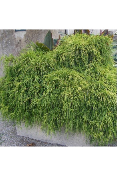 Кипарисовик карликовий Санголд