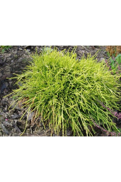 Кипарисовик Санголд сферична форма крони