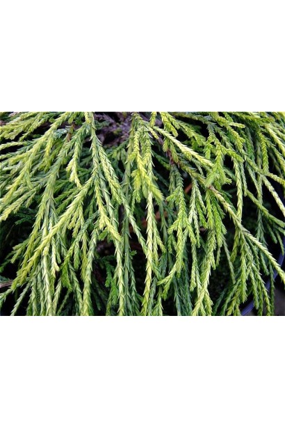 Кипарисовик Санголд тонкі ниткоподібні звисаючі пагони