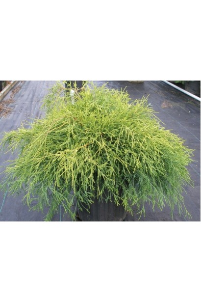 Кипарисовик Санголд лускоподібна хвоя