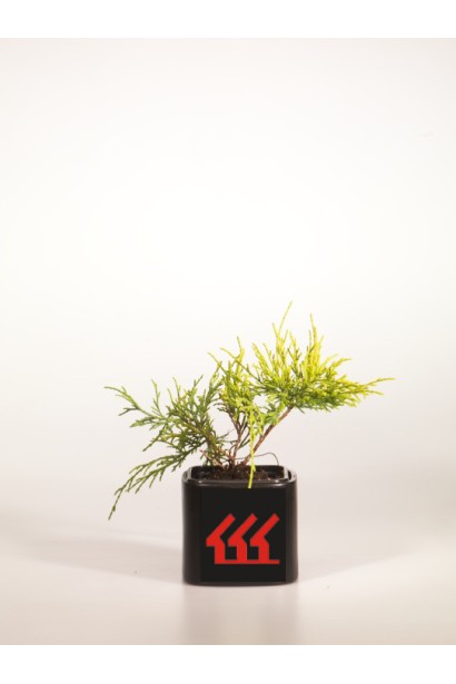 Кипарисовик Санголд саджанець Р9 / 0,5 л