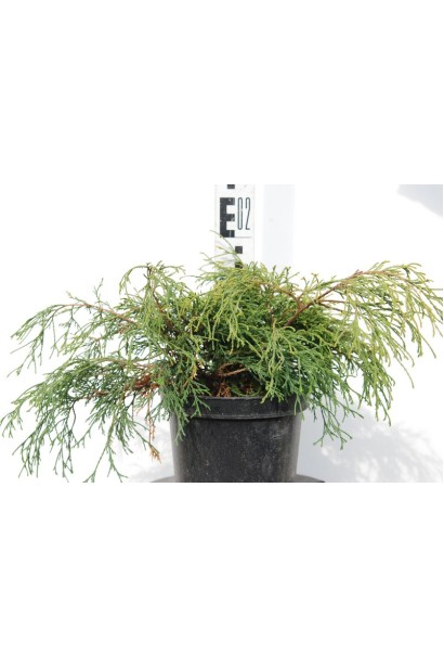 Кипарисовик Санголд