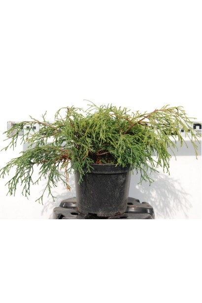 Кипарисовик Санголд контейнер 5 л діаметр 60-80 см