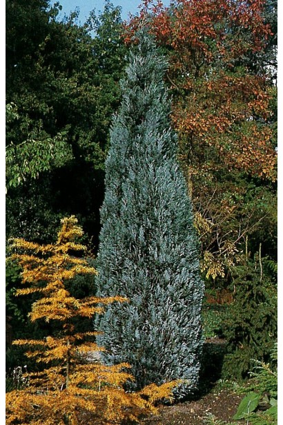 Кипарисовик колоновидный Алюми.