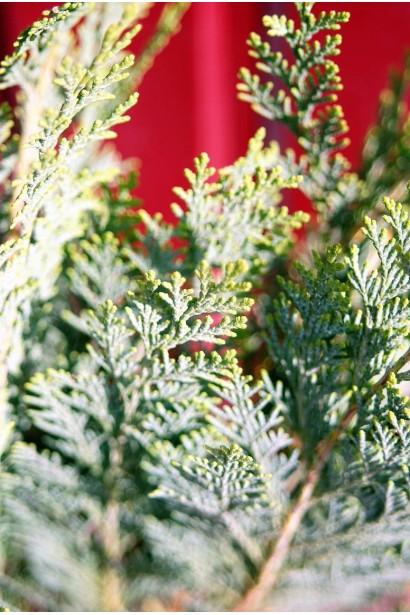 Хвоя кипарисовика Алюми