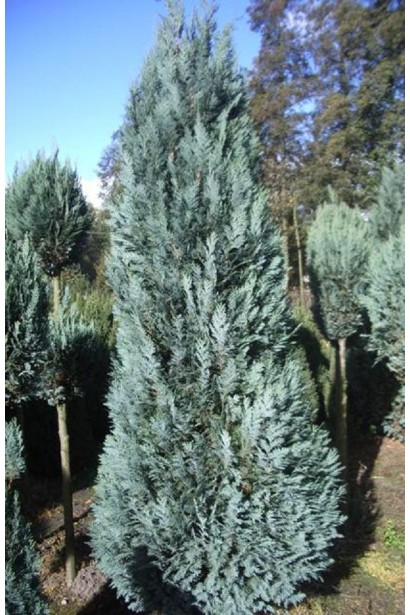 Кипарисовик голубой Алюми