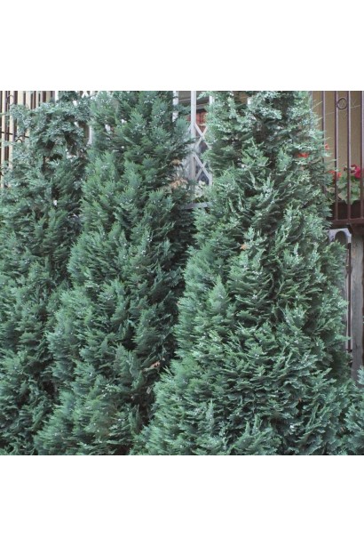 Кипарисовик Alumii узко-конусообразная крона в зрелом возрасте