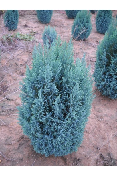 Кипарисовик Лавсона Элюми / Алюми