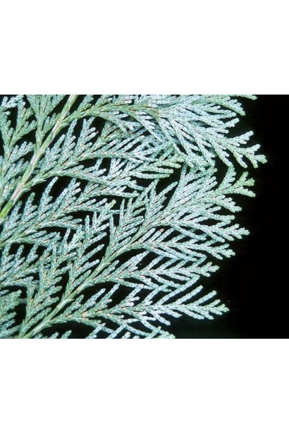 Серо-голубая хвоя кипарисовика Алюми