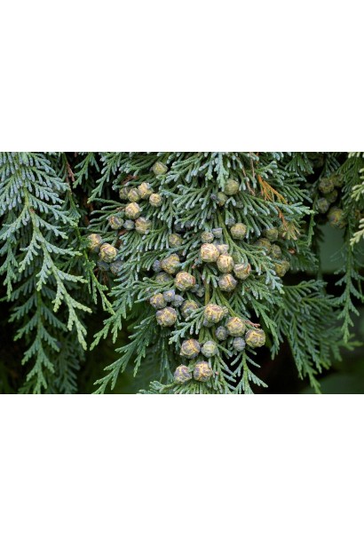 Кипарисовик Лавсона Элюми мелкие круглые шишки