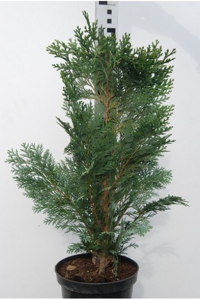 Кипарисовик Алюми саженец в горшке