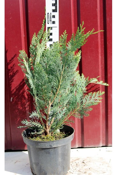 Кипарисовик Лавсона Alumii 30-40 см