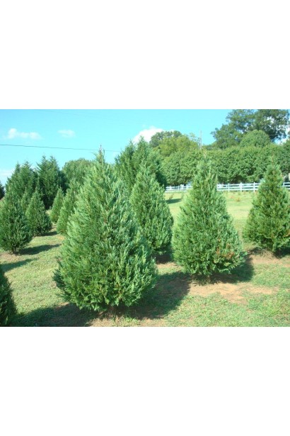 Купрессоципарис Лейланда Блю Джинс