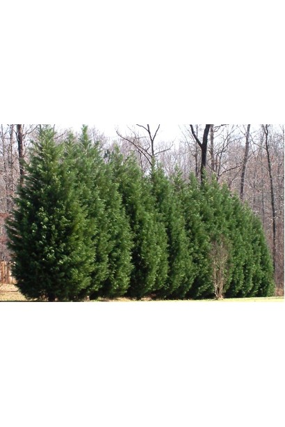 Кипарис Лейланда Блю Джинс