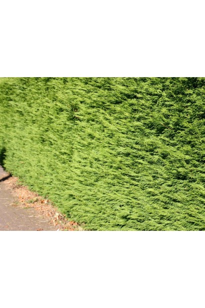 Cupressocyparis leylandii Blue Jeans®