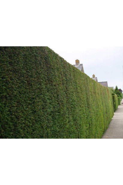 Купрессоципарис Лейланда Блю Джинс живопліт