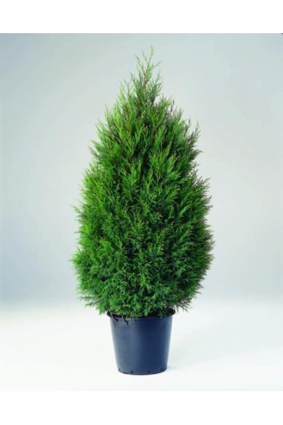 Купрессоципарис Blue Jeans