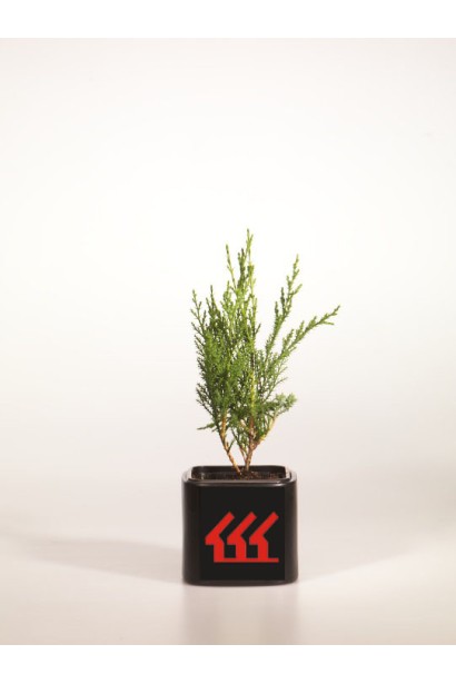 Купрессоципарис Лейланда Блю Джинс контейнер 0,5 л