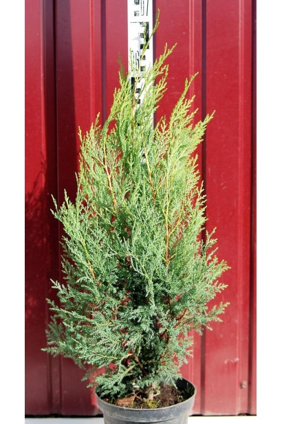 Купрессоципарис Блю Джинс контейнер 3 л 50-60 см