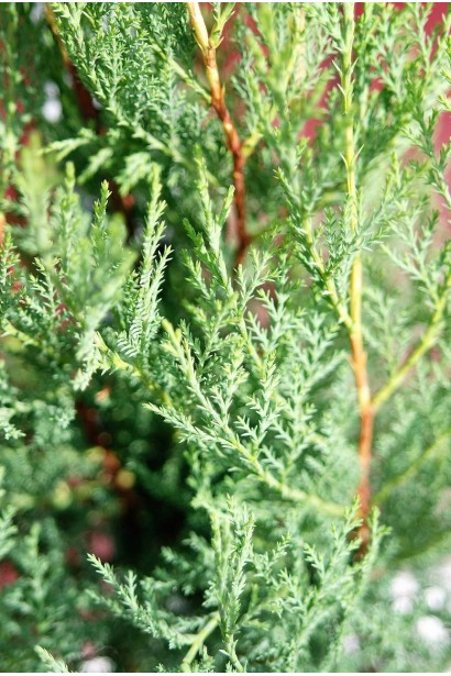 Кипарисовик Лейланда Блю Джинс