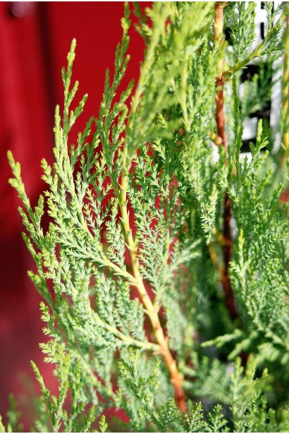 Купрессоципарис Лейланда Блю Джинс зелена хвоя