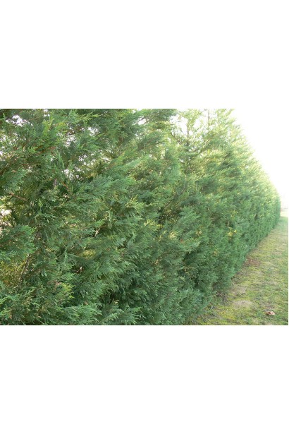 Купрессоципарис Лейланда Варієгата