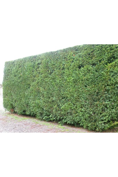 Купрессоципарис Лейланда Варієгата стрижений живопліт