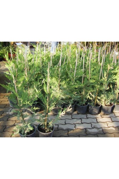 Купрессоципарис Варієгата саджанці в контейнері