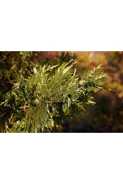 Купрессоципарис Лейланда Варієгата зелена хвоя з жовтими лусочками