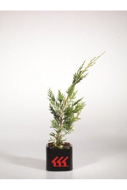 Кипарис Варієгата контейнер Р9