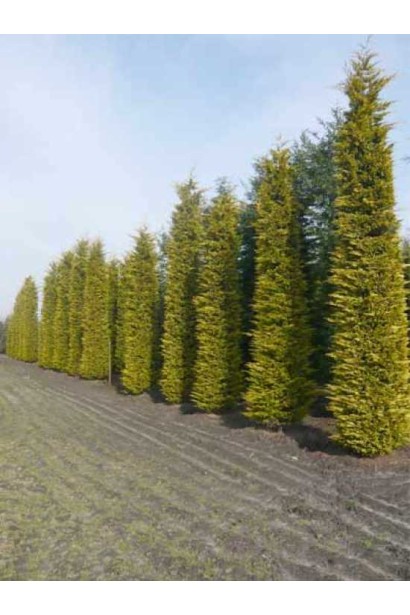 Купрессоципарис Лейланда Голд Райдер / Голд Рідер