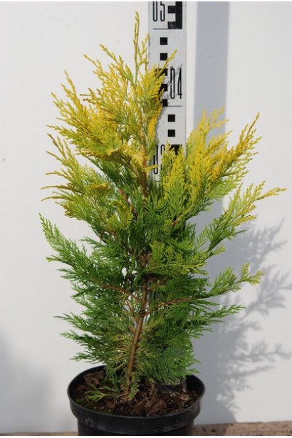 Купрессоципаріс Голд Райдер 40-50 см