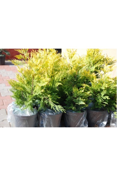 Cuprocyparis leylandii Gold Rider