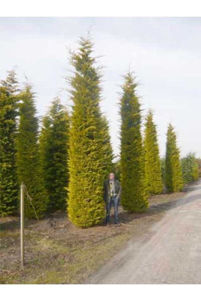Cupressus leylandii Gold Rider