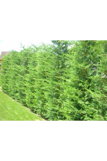 Живопліт з Купрессоципариса Лейланда Голд Райдер 