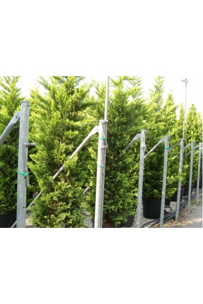 Купрессоципарис Лейланда Голд Рідер саджанці